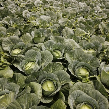 原产地各种包菜大量上市，可以持续到12月份，有需要的老板