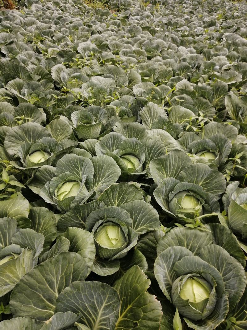 原产地各种包菜大量上市，可以持续到12月份，有需要的老板