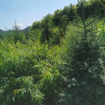 桃树-山桃树杯苗山桃1.5米高，10乘18杯