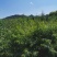 桃树-山桃树杯苗山桃1.5米高，10乘18杯