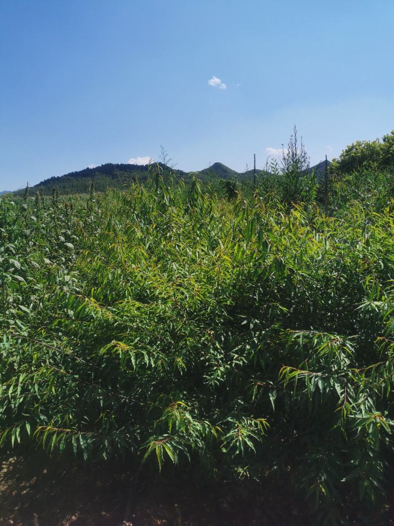 桃树-山桃树杯苗山桃1.5米高，10乘18杯