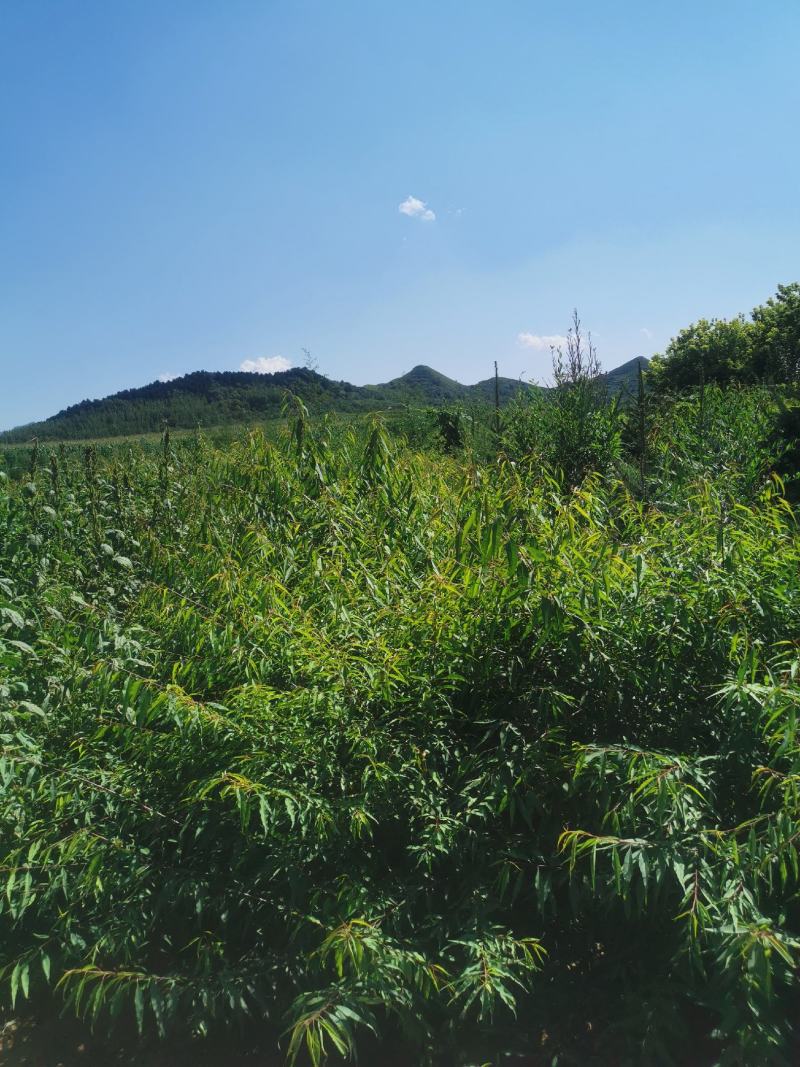 桃树-山桃树杯苗山桃1.5米高，10乘18杯