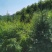 桃树-山桃树杯苗山桃1.5米高，10乘18杯