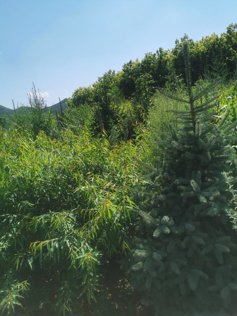 桃树-山桃树杯苗山桃1.5米高，10乘18杯