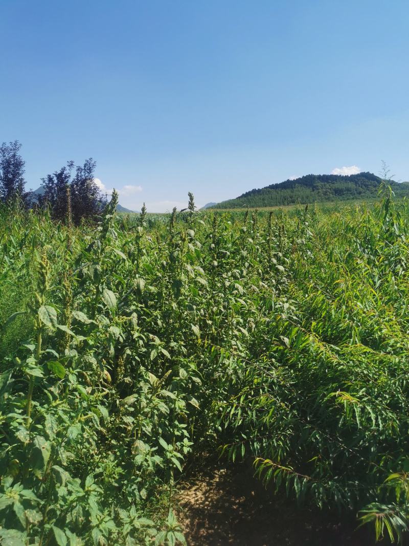 桃树-山桃树杯苗山桃1.5米高，10乘18杯