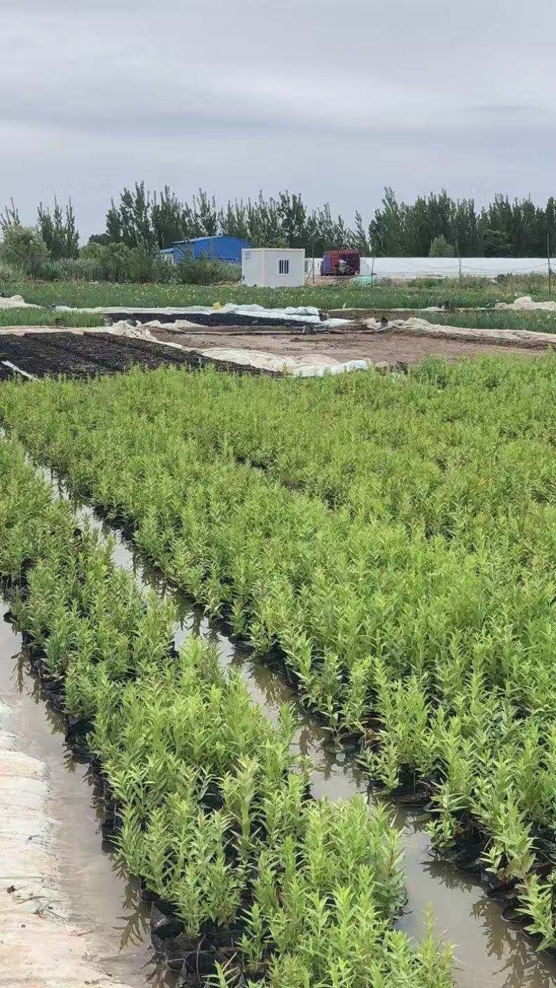 千屈菜