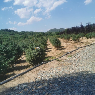 云杉苗云杉大地苗，80-150高的一级云杉