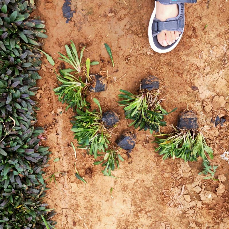 小叶筋骨草基地直销有数量有质量