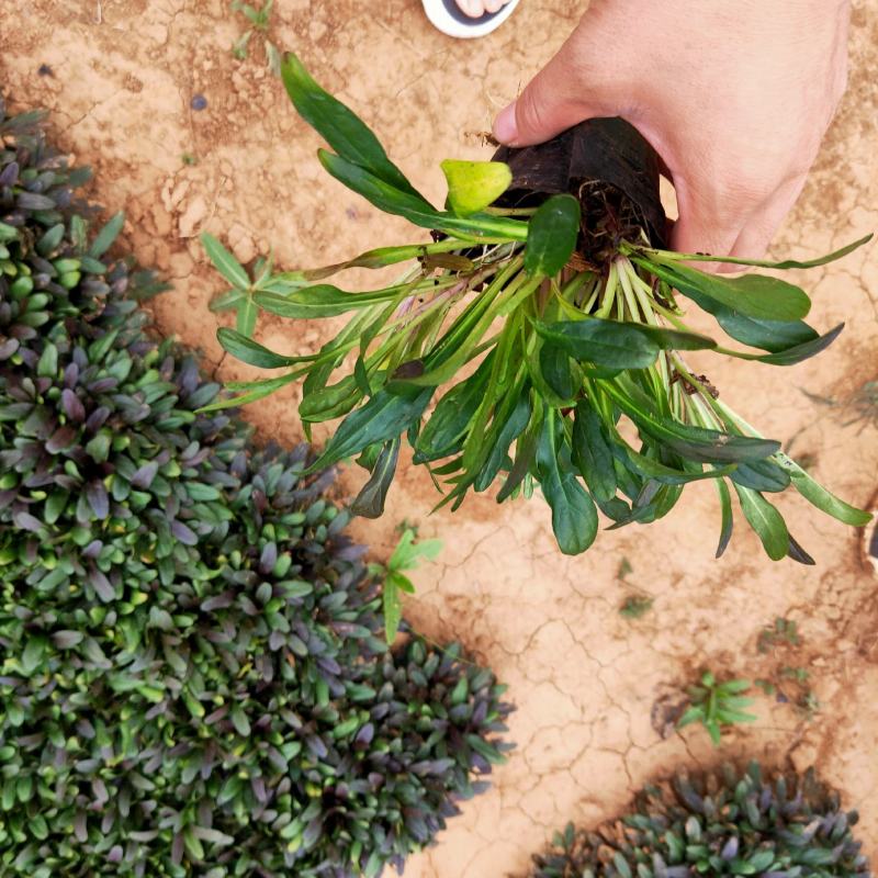 小叶筋骨草基地直销有数量有质量