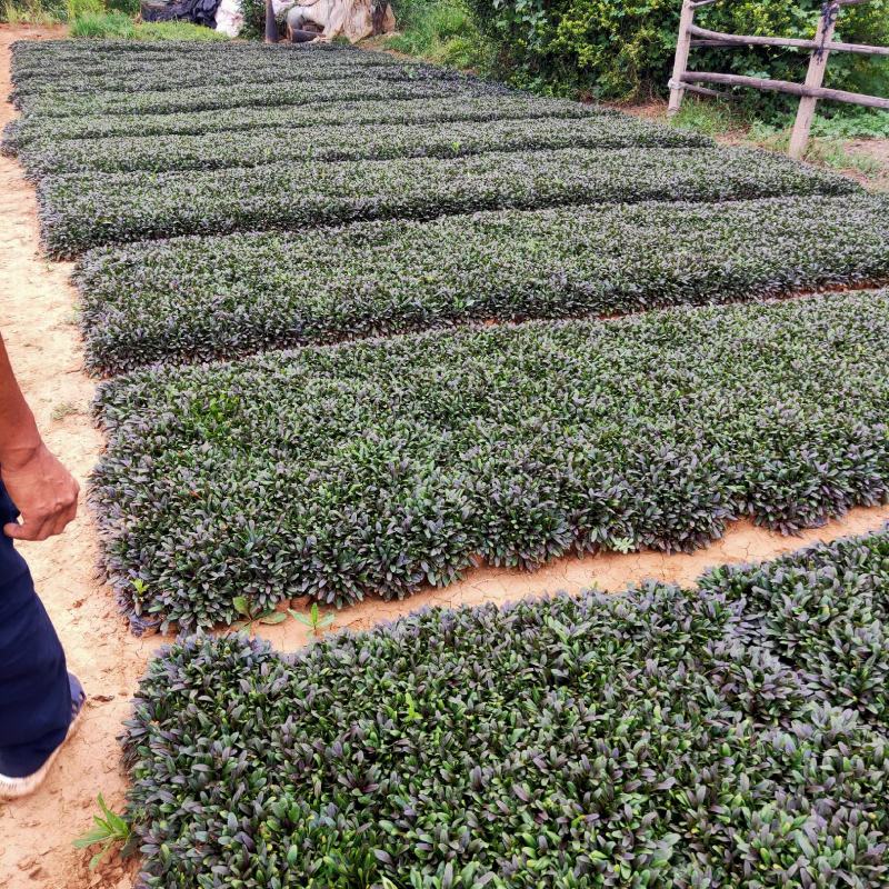 小叶筋骨草基地直销有数量有质量