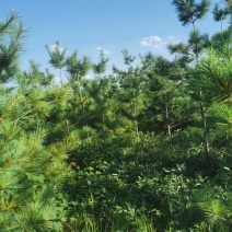 松树油松1.5-3米油松大量有货，价格便宜山货，大地货都有