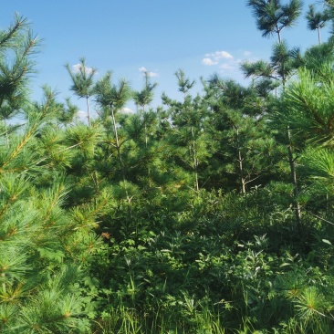 松树油松1.5-3米油松大量有货，价格便宜山货，大地货都有