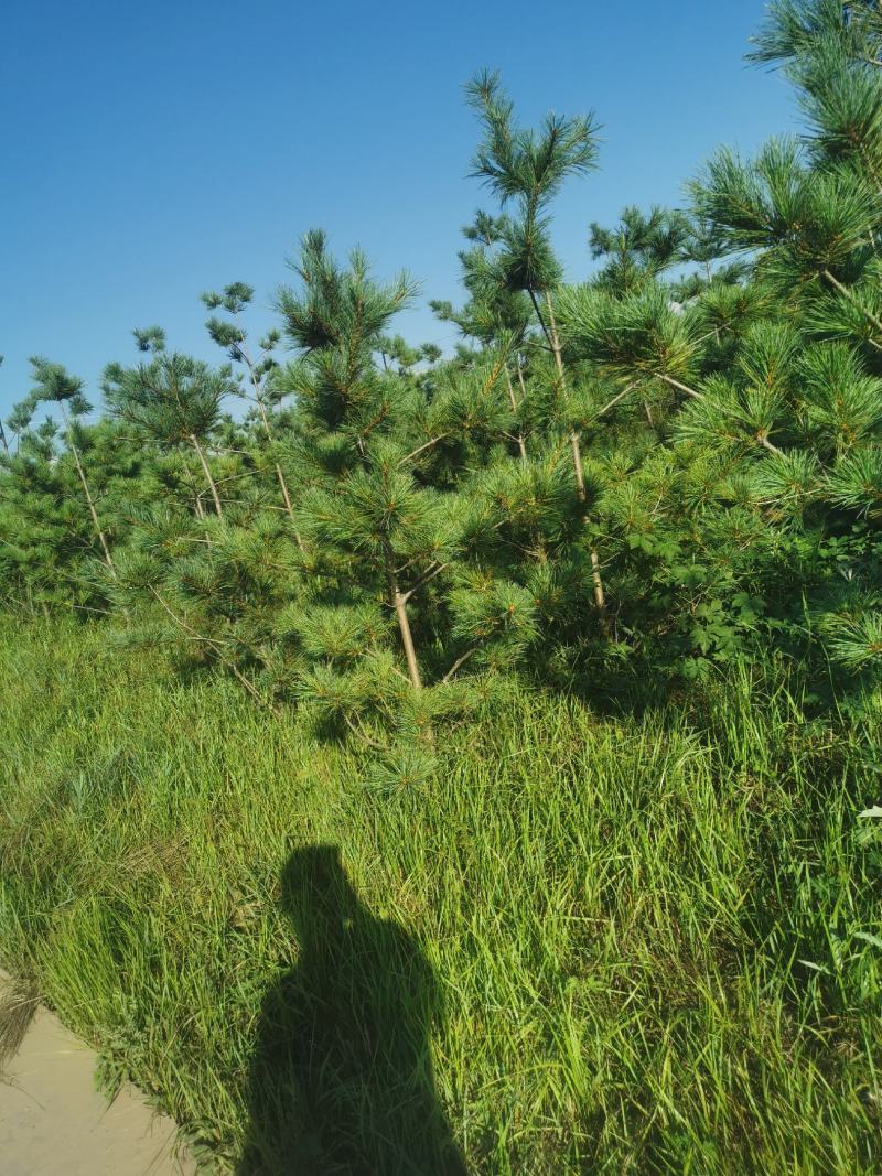 松树油松1.5-3米油松大量有货，价格便宜山货，大地货都有