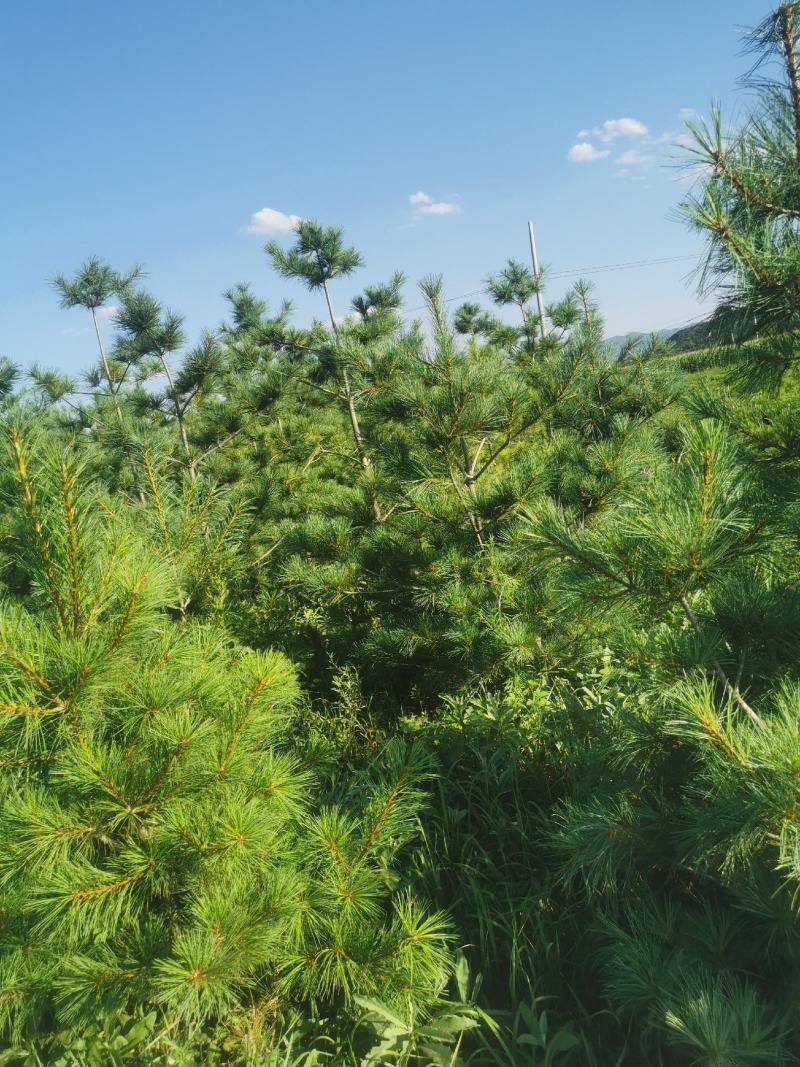 松树油松1.5-3米油松大量有货，价格便宜山货，大地货都有