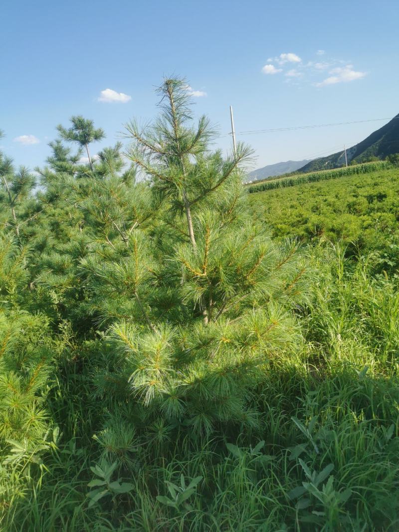 松树油松1.5-3米油松大量有货，价格便宜山货，大地货都有