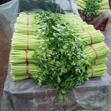优质西芹，精品五指粗细西芹，现以上市，60公分左右