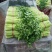 优质西芹，精品五指粗细西芹，现以上市，60公分左右