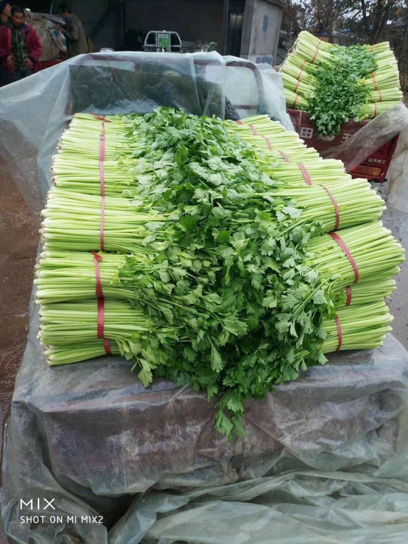 优质西芹，精品五指粗细西芹，现以上市，60公分左右