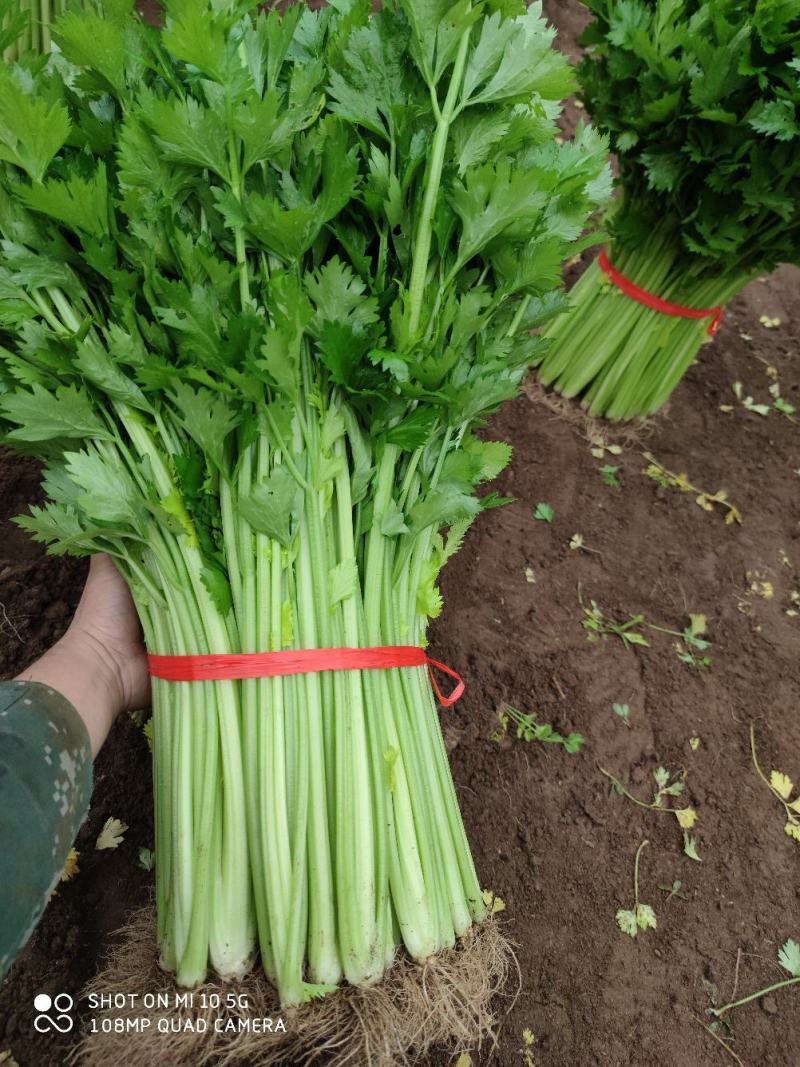 优质西芹，精品五指粗细西芹，现以上市，60公分左右