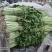 优质西芹，精品五指粗细西芹，现以上市，60公分左右