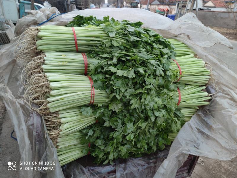 优质西芹，精品五指粗细西芹，现以上市，60公分左右