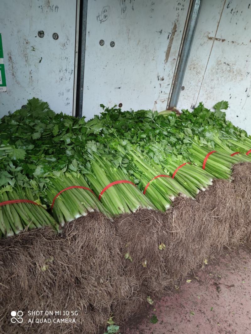 优质西芹，精品五指粗细西芹，现以上市，60公分左右