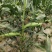 水果玉米自家种植400亩产区货源可视频看货