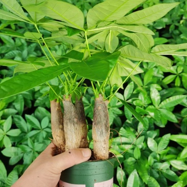 发财树加仑杯