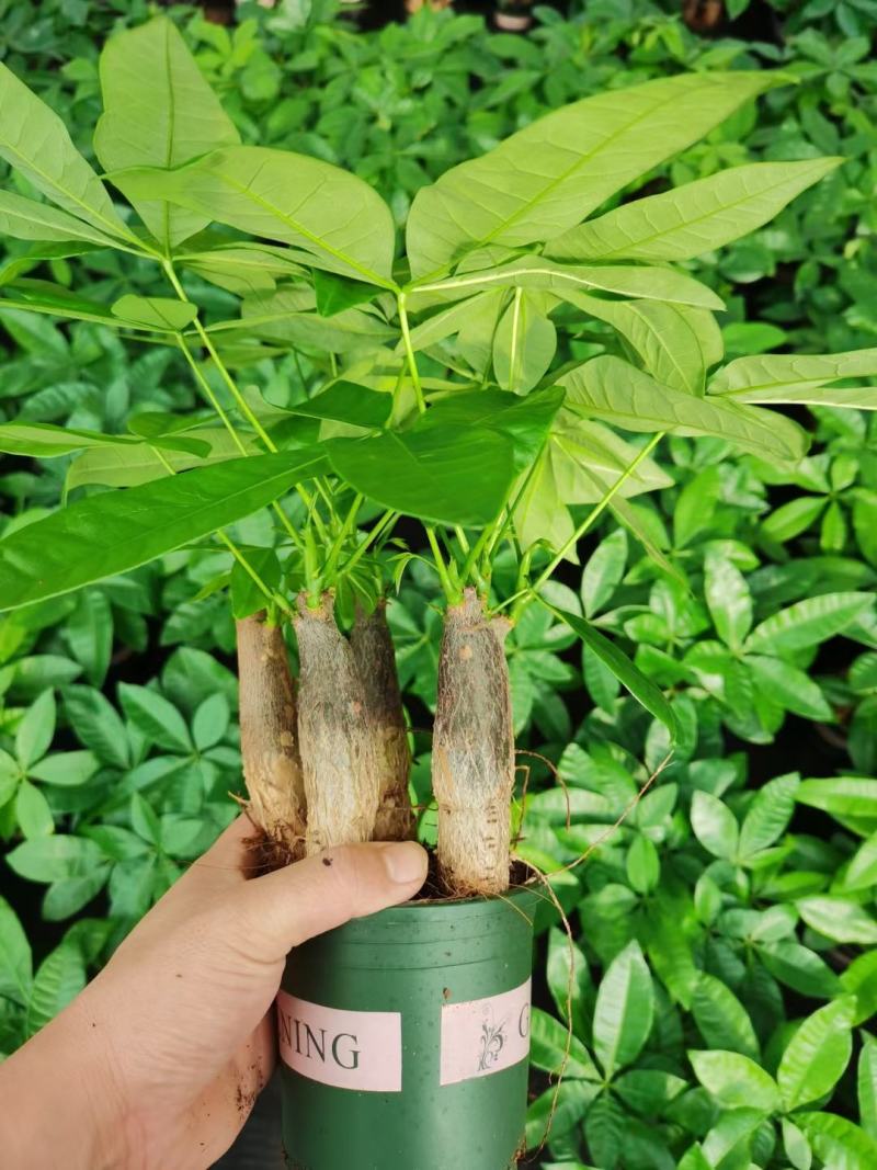 发财树加仑杯