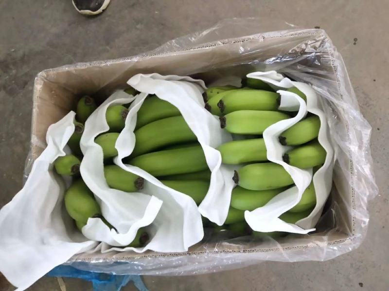 常年供应各种高低中档香蕉🍌，超市批发商，小贩都可合作