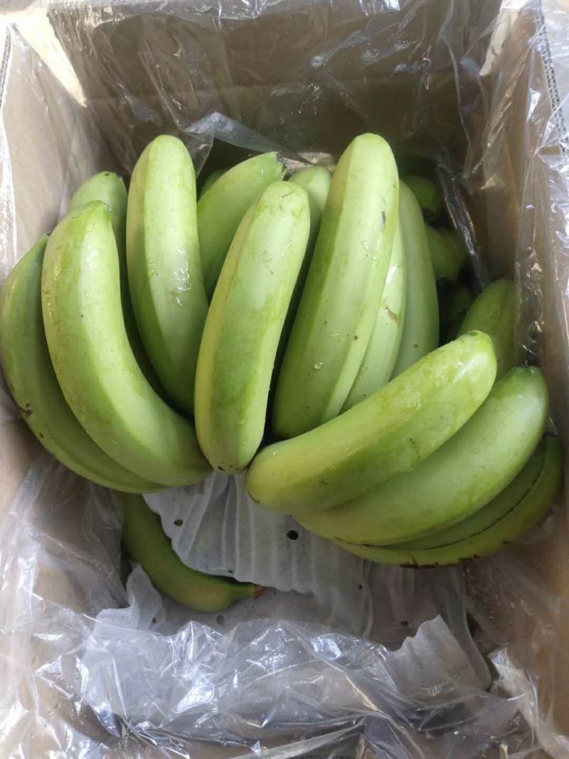 常年供应各种高低中档香蕉🍌，超市批发商，小贩都可合作