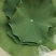 荷叶干荷叶新鲜荷叶批发新鲜荷花产地直发