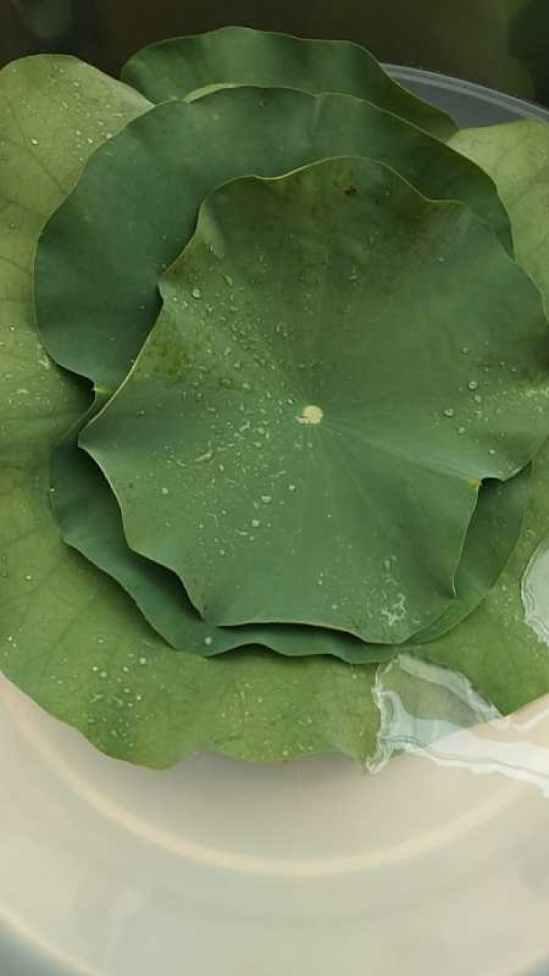 荷叶干荷叶新鲜荷叶批发新鲜荷花产地直发
