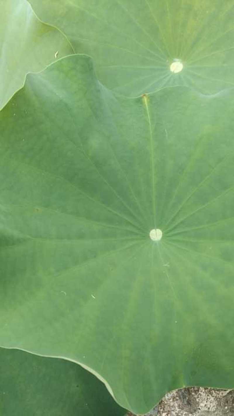荷叶干荷叶新鲜荷叶批发新鲜荷花产地直发