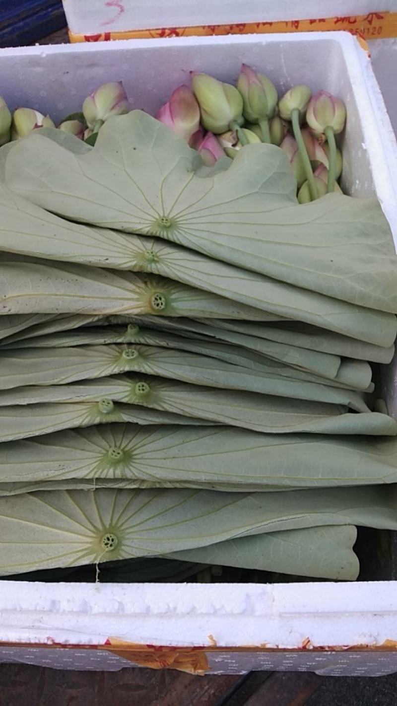 荷叶干荷叶新鲜荷叶批发新鲜荷花产地直发