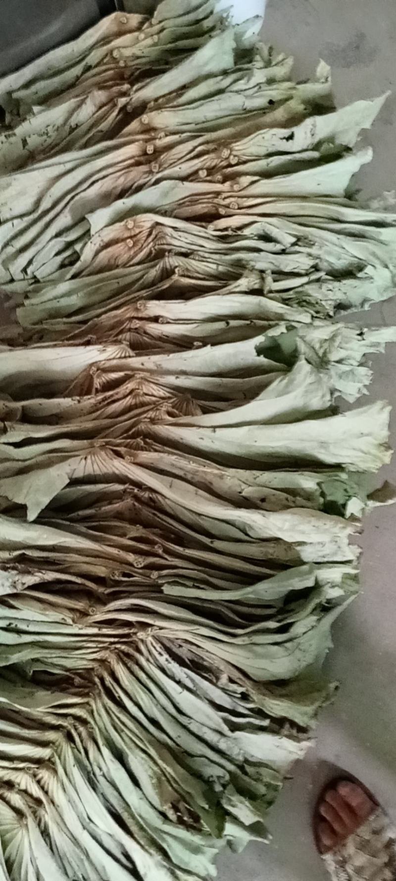 荷叶干荷叶新鲜荷叶批发新鲜荷花产地直发