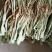 荷叶干荷叶新鲜荷叶批发新鲜荷花产地直发