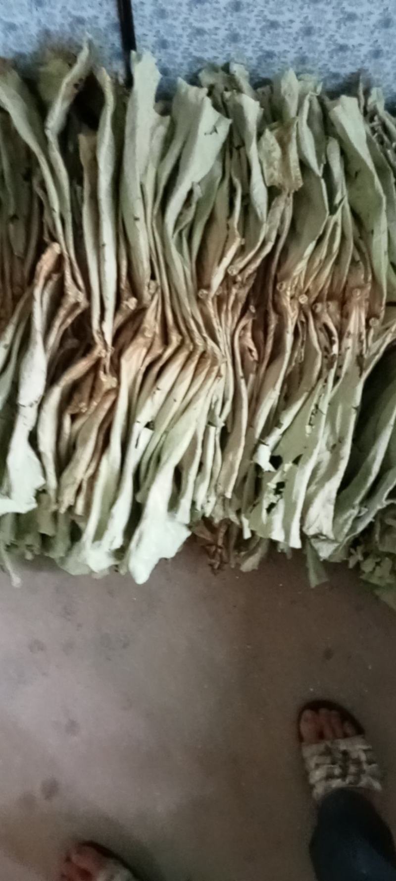 荷叶干荷叶新鲜荷叶批发新鲜荷花产地直发