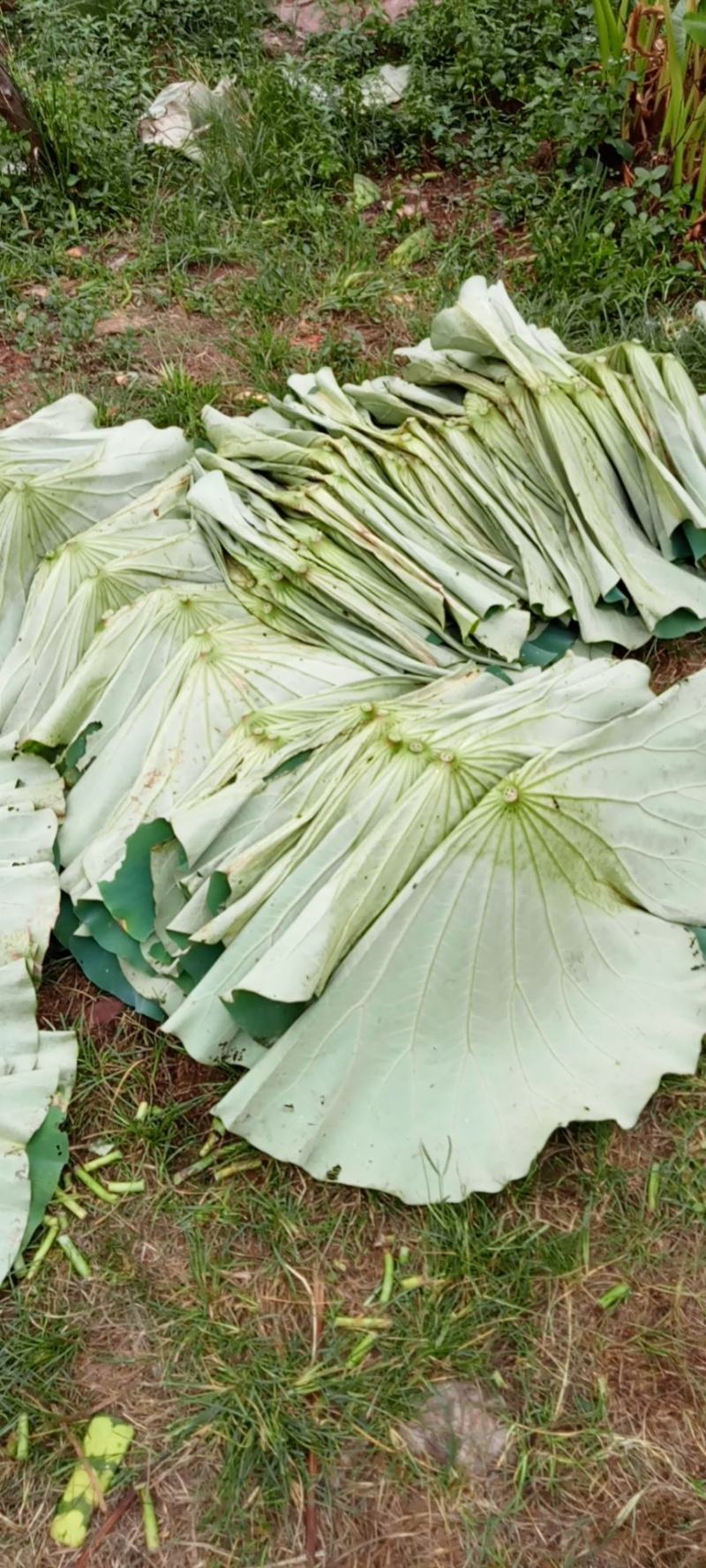 荷叶干荷叶新鲜荷叶批发新鲜荷花产地直发