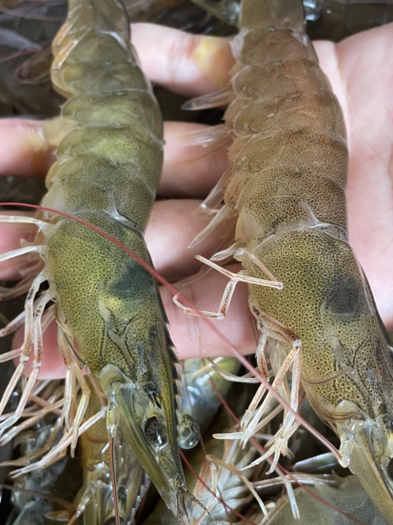 鲜活大虾超大海虾白虾对虾大虾新鲜海捕大虾海鲜非基围虾