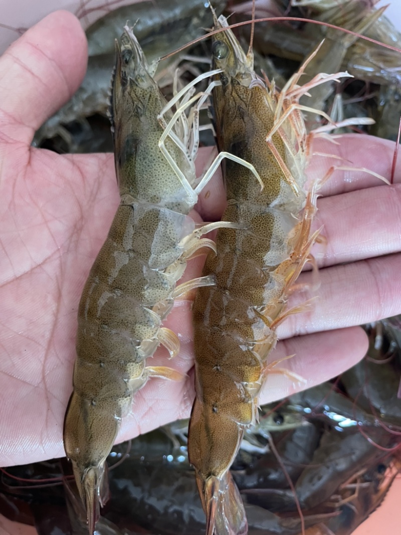 鲜活大虾超大海虾白虾对虾大虾新鲜海捕大虾海鲜非基围虾