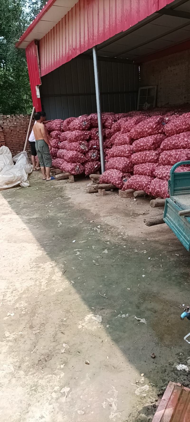 大名大蒜蒜黄料