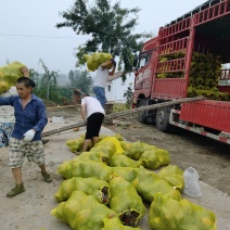 香芋南瓜白皮冬瓜