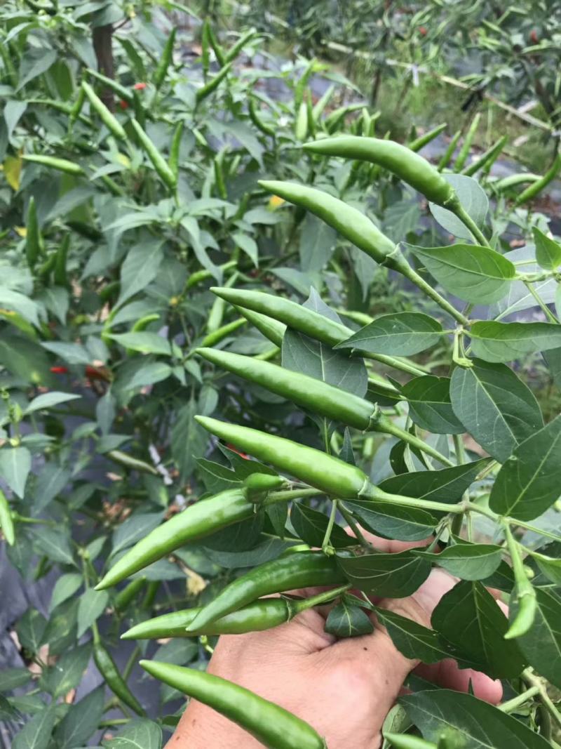火霸朝天椒苗，一代杂交单生朝天椒，颜色靓丽，顺直美观