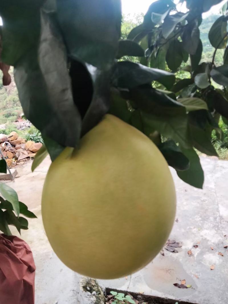 柚子