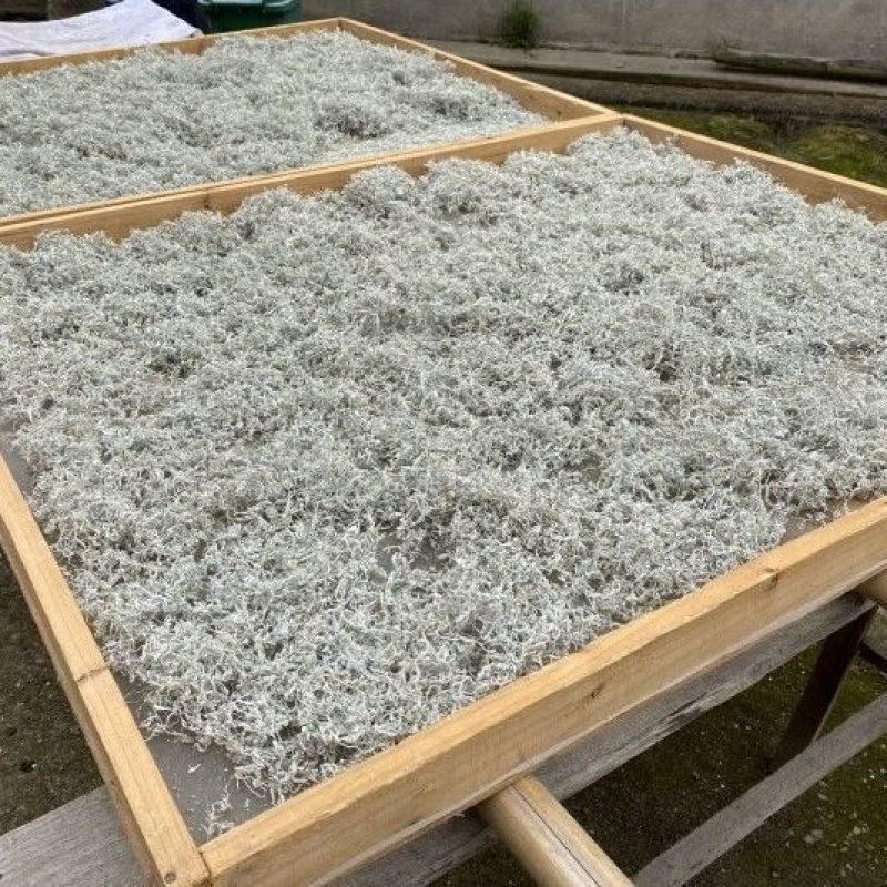 【包邮_2袋藤茶】热销湖北特产土家正品特级藤茶1袋2袋
