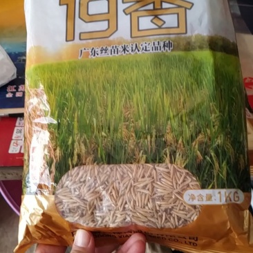 19香水稻种子