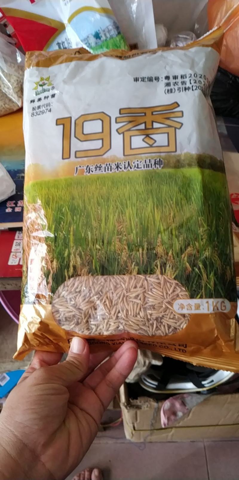 19香水稻种子