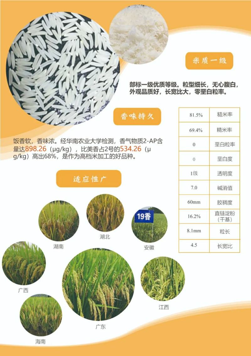 19香水稻种子