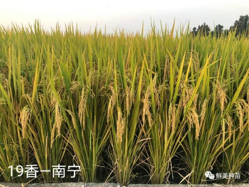 19香水稻种子